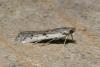 Phycitodes sp.